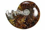 Polished Ammonite (Cleoniceras) Fossil - Madagascar #358403-1